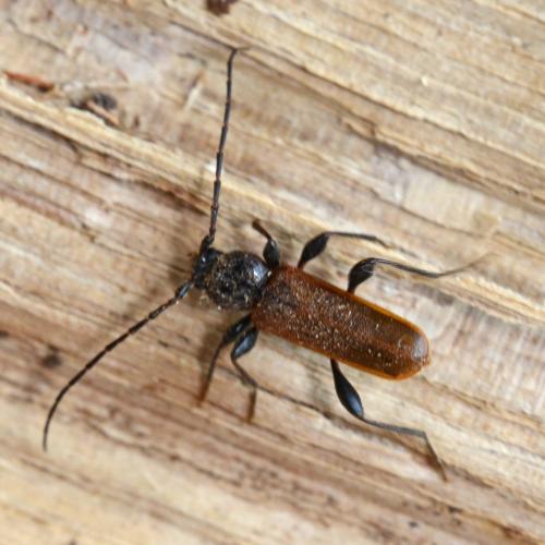 Réf. 299 571 : Phymatodes testaceus